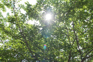 木漏れ日の画像