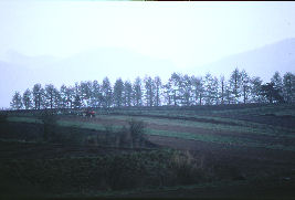 丘の向こうの木立の画像