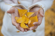 両手の中のイチョウの落ち葉の画像